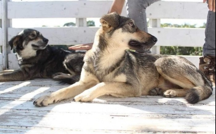 Denuncian a empresas Casas Carpín y Convives por levantón de perros en  Xalapa - AVC Noticias