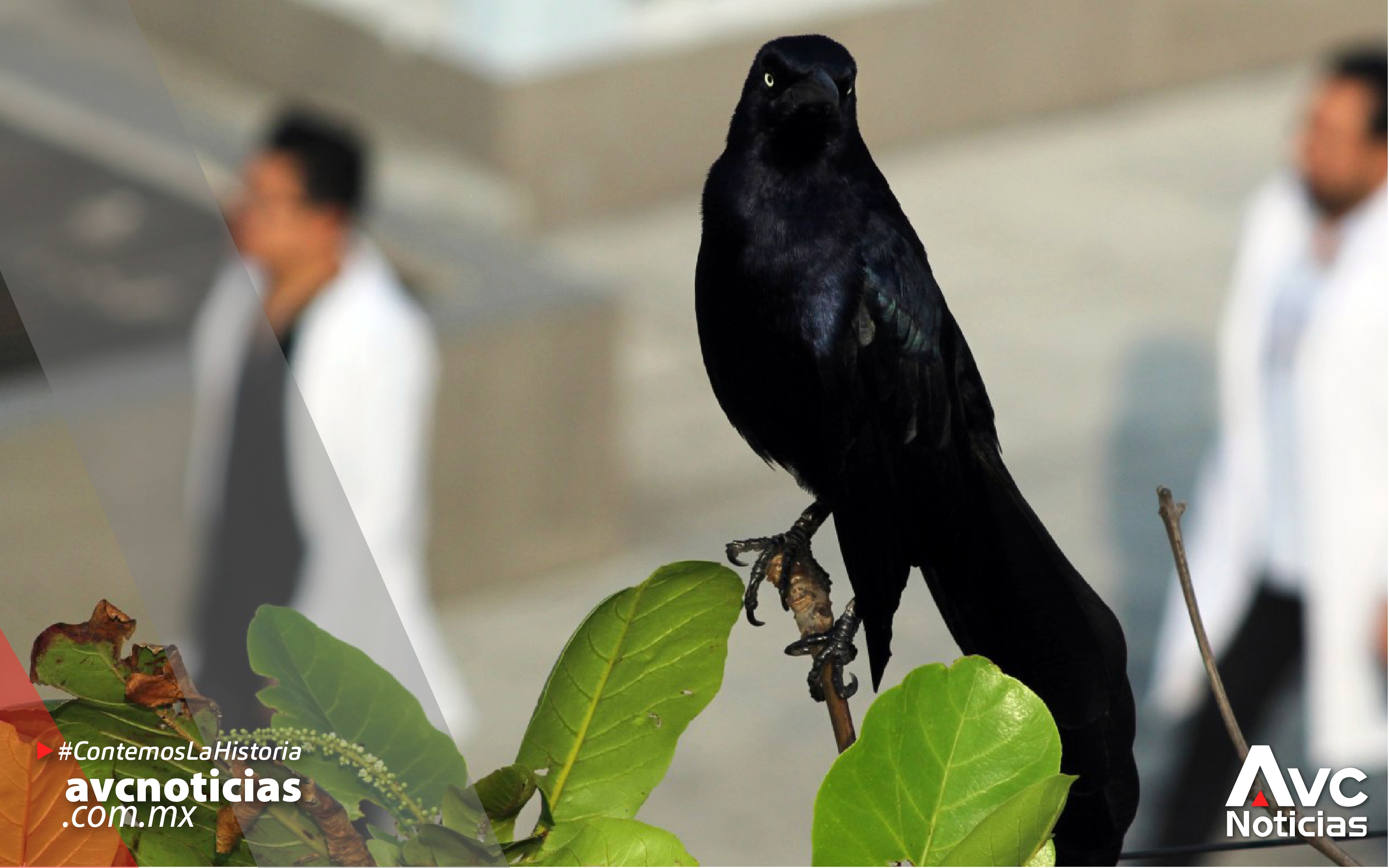 Qué tan grave es el maltrato animal en Xalapa? Las cifras - Diario de  Xalapa