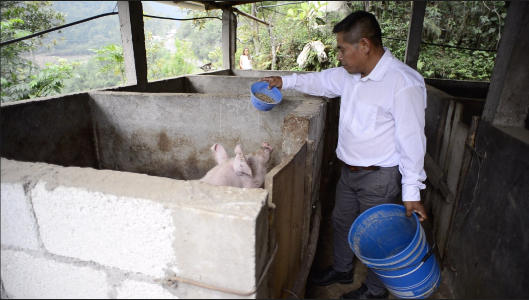 Federico Abundio Cuahua, profesor de primaria indigena cría puercos para sostener a su familia, ante los abultados descuentos que le hace una financiera, por un crédito solicitado en 2019.